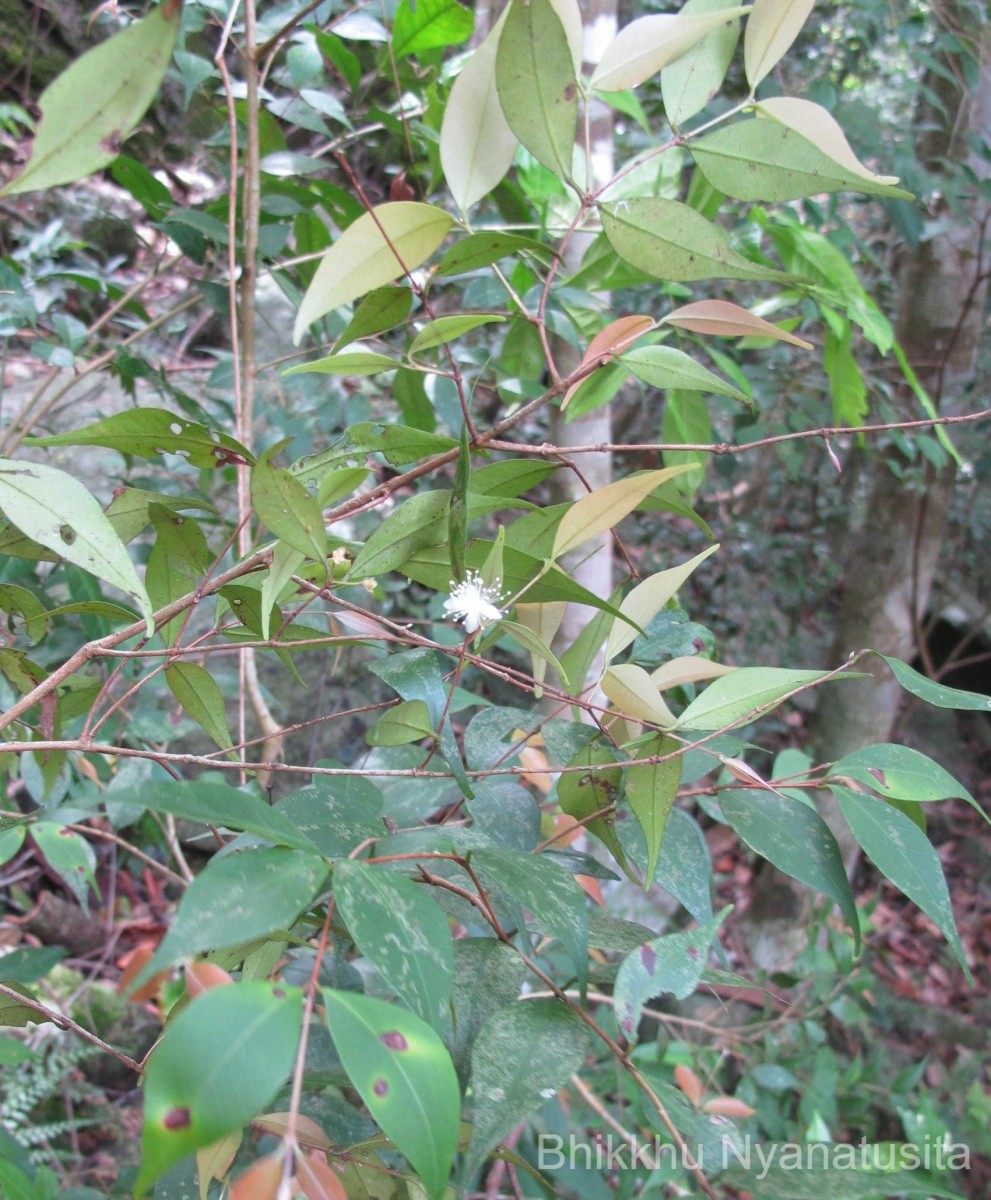 Eugenia roxburghii DC.